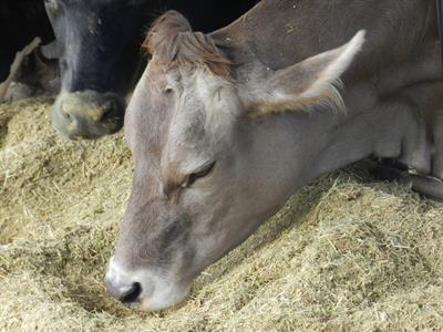 Exploring positive welfare measures: preliminary findings from a prototype protocol in loose housing dairy cattle farms